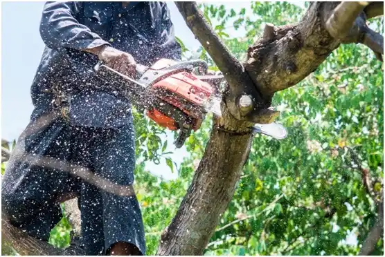 tree services Brillion